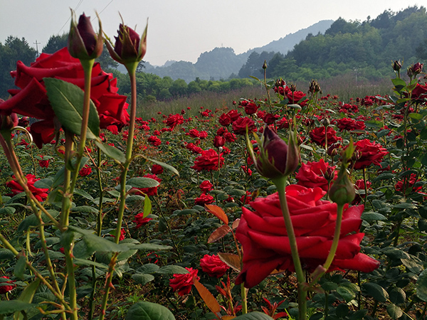 玫瑰花蕊