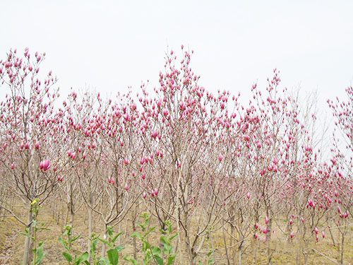 紫玉蘭花觀光